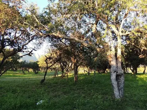 LOTEO JARDINES DE LA PLAZA