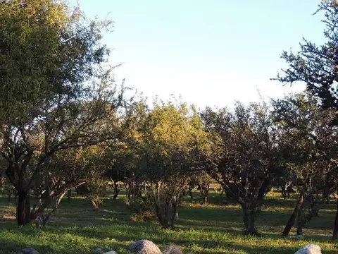 Las Artes y Mundial 78