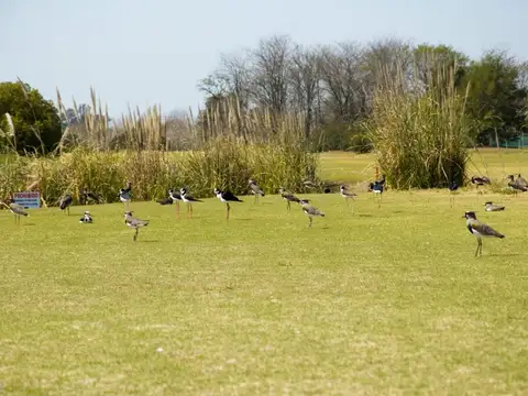 Avenida Fernández Beschtedt