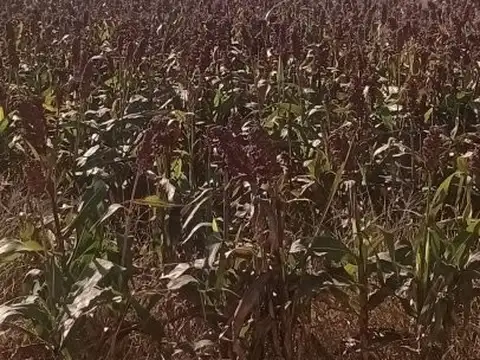 Venta de campo 740 HAS en Laboulaye, Córdoba.