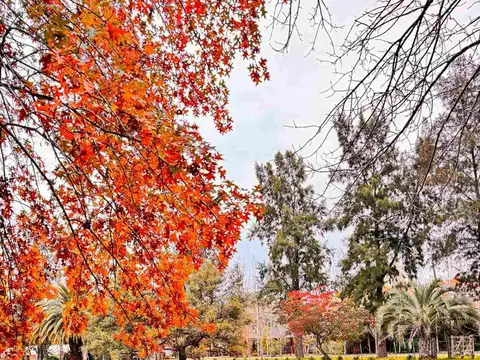 Aristobulo Del Valle 1300