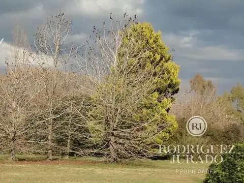 Lote Unico Haras San Pablo