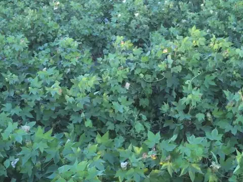 VENTA CAMPO MIXTO AGRÍCOLA-GANADERO 879hc.