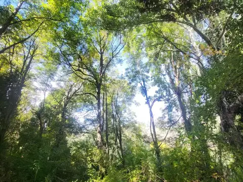 Campo de 64 Has con praderas y frutales en El Hoyo