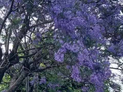 Depto Tipo Casa en Alquiler de 3 ambientes