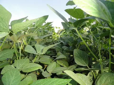 Campo en Gualeguaychú sobre autopista 400 has