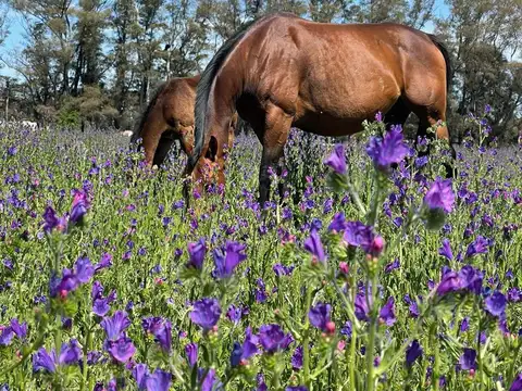 Terreno en Venta de 2700,0 m2