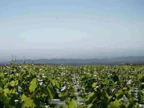 Estratégico Campo en el Piedemonte Mendocino