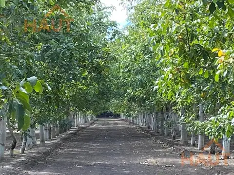 Venta Chacra General Roca 7.5Ha