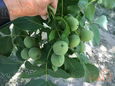 Venta Chacra General Roca-7.4 Ha Producción de Nogales