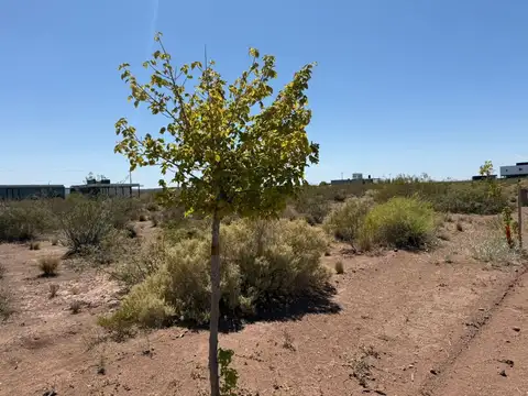 Lote en venta, Chocon Medio, etapa Cañadon