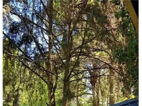 Casa en Alquiler en Carilo, $ 2.500