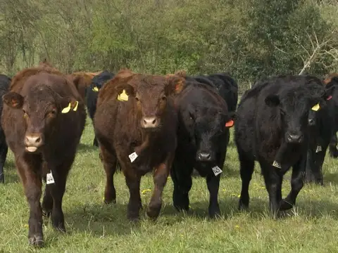 Campo en Venta Ganadero