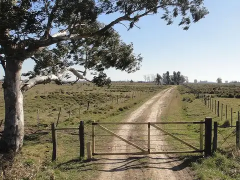 Campo Ganadero - 58 has Sobre Ruta N° 29