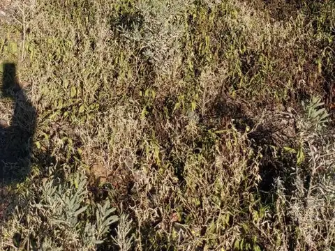 Terreno en Venta de 10000,0 m2