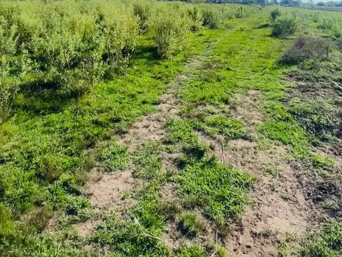 Terreno en Alquiler de 18563,0 m2