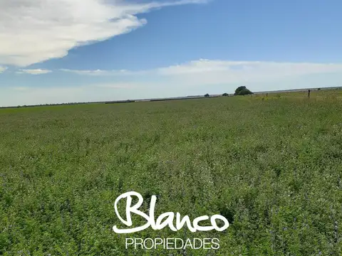 WINIFREDA - LA PAMPA -