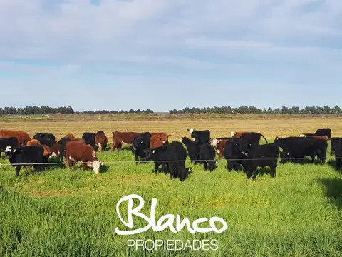 Campo  en Venta en Winifreda, Conhelo, La Pampa