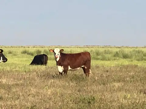 Campo en Santiago del Estero apto para explotación ganadera  (2200 ha)