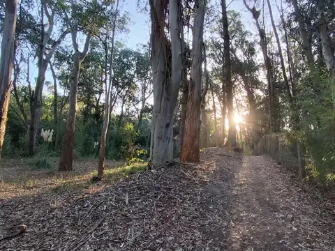 Calle 6 y Tucuman en el Pinar de La Lucila del Mar