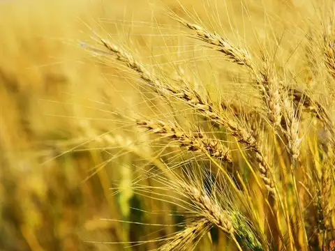 Campo en Venta de 142  ha