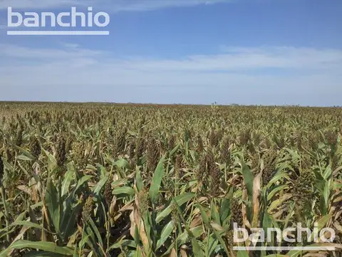 150 ha Ganaderas San Genaro