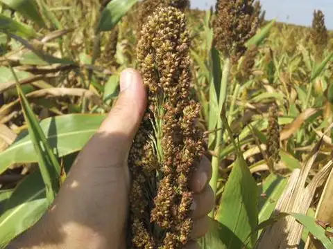 Campo  Ganadero - San Genaro
