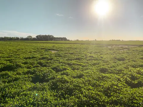 Campo de 855 hectáreas con muy buen potencial agrícola