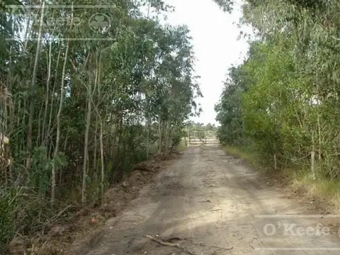 Tierra apta desarrollo de 117 has en Canelones, Uruguay