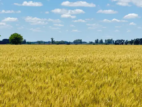 Suipacha, Provincia de Buenos Aires