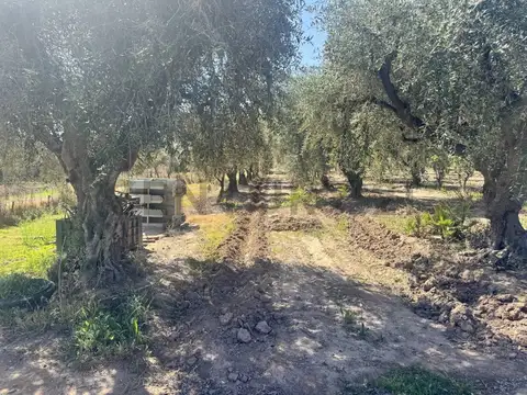 Finca Lunlunta Maipu