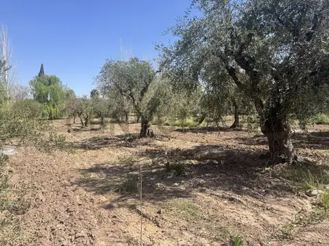 Finca Lunlunta Maipu
