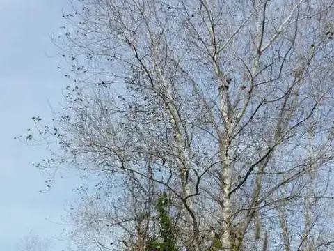 Olmos e/ Torino y Almirante Brown