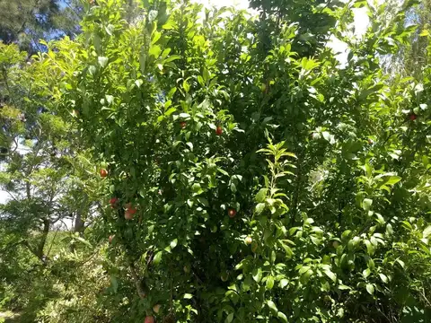 Casa alquiler Segunda quincena Enero/Febrero. Hermosa arboleda. Pileta.