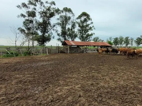 Campo mixto en venta – 2.950 ha – Paso de los Libres, Corrientes