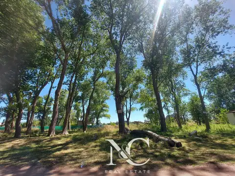 Tulipanes y las lilas