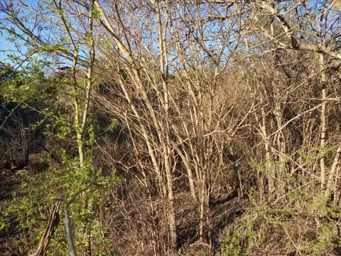 Terreno en Venta 25  mts Fondo