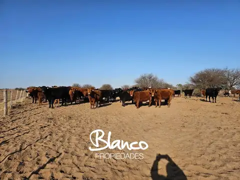 Terreno Campo  en Venta en La Pampa Capital, La Pampa, Argentina