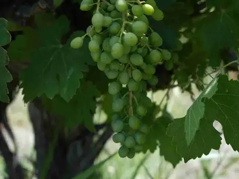 VENTA DE CAMPO, SANTA ROSA, LAS CATITAS MENDOZA