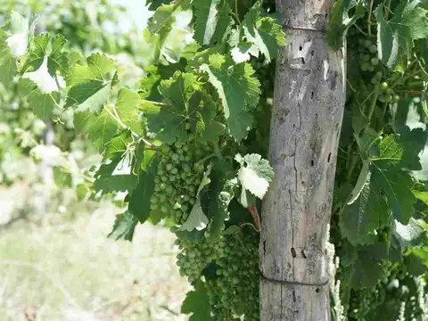 CALLE PUBLICA entre CALLE NUEVA Y CALLE LAS TRINCHERAS