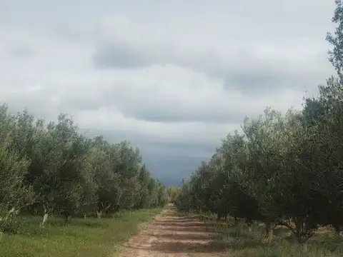 Venta de finca en 3 de mayo, Lavalle