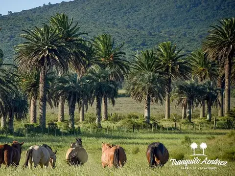 Av. Las Palmeras, ruta IB Km 87 100