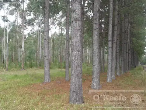 300 has FORESTAL - Ganadera Ruta 14 Corrientes -FInanciación