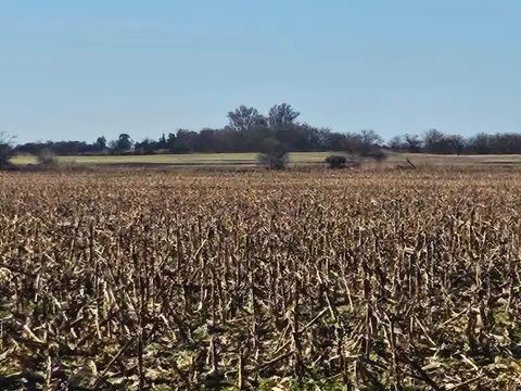Campo en Rio Cuarto