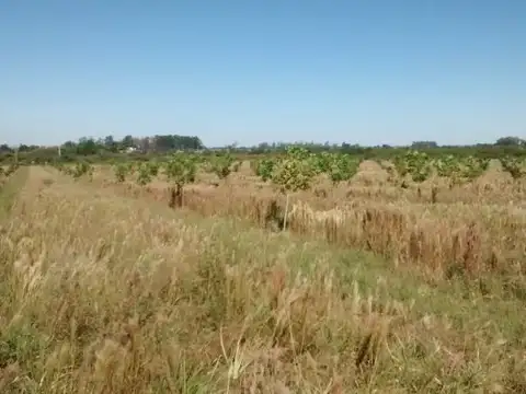 44 has Campo agrícola, ganadero y forestal
