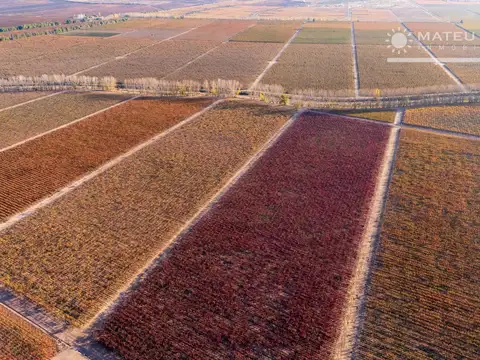 Finca en venta en Agrelo