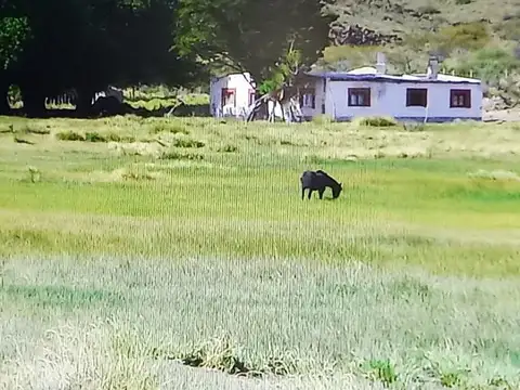 EXCELENTE ESTANCIA DE 13.736 Ha, A 50 KM DE RAMOS MEXIA, RIO NEGRO