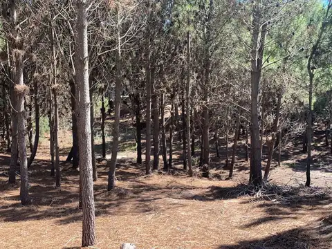 Maritimo III - RETASADO