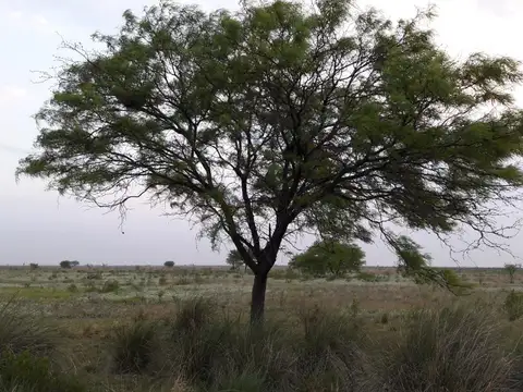 Campo Ganadero Trabajando
