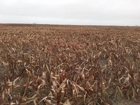 110 Hectaréas en Cordoba - para Siembra - molino con tanque